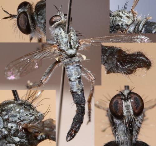 Réf. 53 488 : Neoepitriptus setosulus