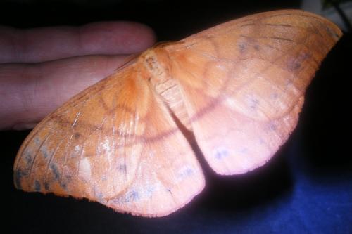 Maltagorea sp.