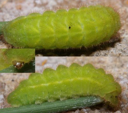 Callophrys rubi