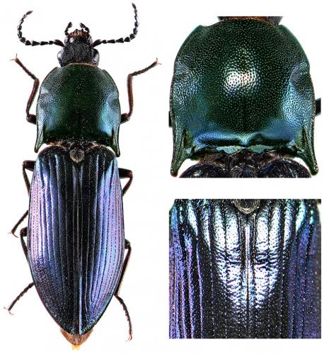 Selatosomus amplicollis