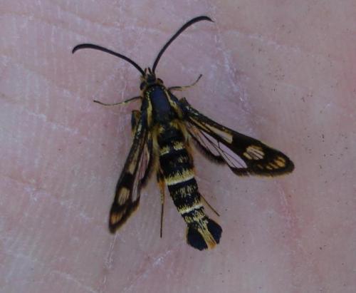 Chamaesphecia empiformis