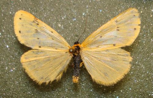 Réf. 53 930 : Setina irrorella