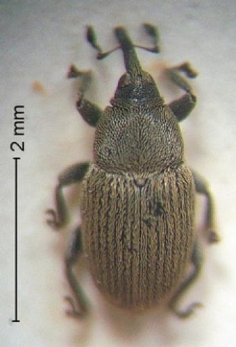 Sibinia subelliptica