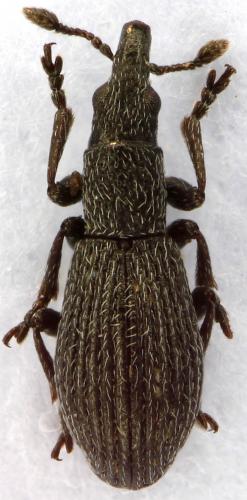 Réf. 53 087 : Pseudostenapion simum