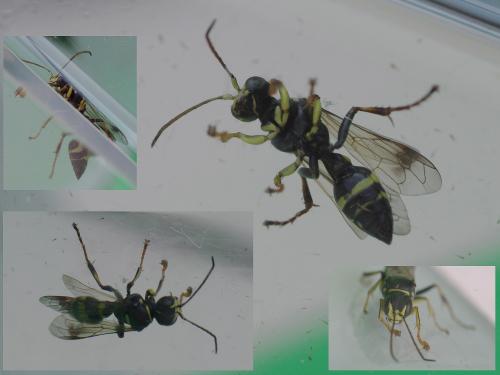 Lestiphorus bicinctus
