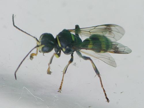 Lestiphorus bicinctus