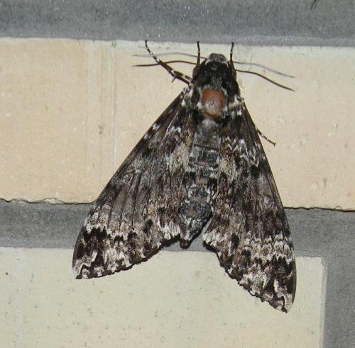 Réf. 53 750 : Manduca rustica