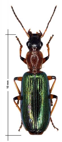 Réf. 53 322 : Stenocallida ruficollis