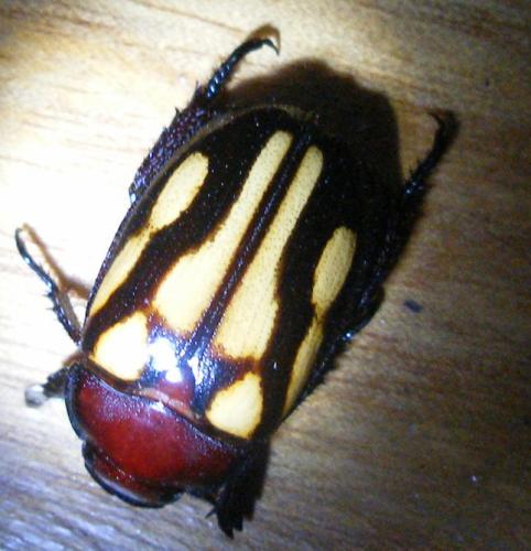Metadorodocia vittatus