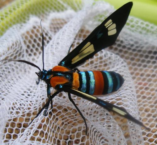 Euchromia folletii
