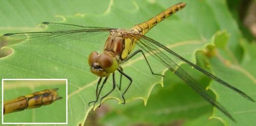 Sympetrum striolatum