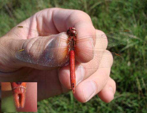 Sympetrum fonscolombii