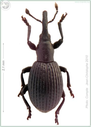 Synapion ebeninum