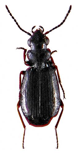 Syntomus truncatellus
