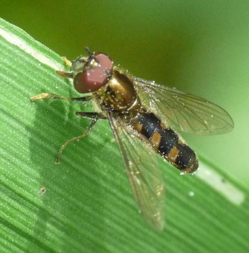 Réf. 53 027 : Platycheirus sp.