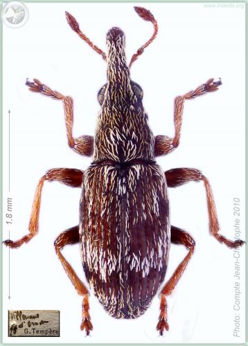 Réf. 53 482 : Taeniapion rufulum
