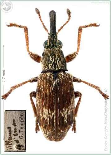 Réf. 53 442 : Taeniapion rufulum