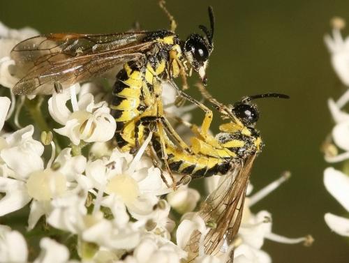 Tenthredo sp.