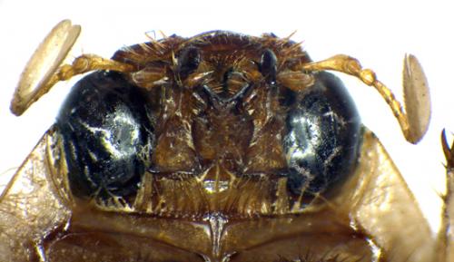 Rhinyptia sp.