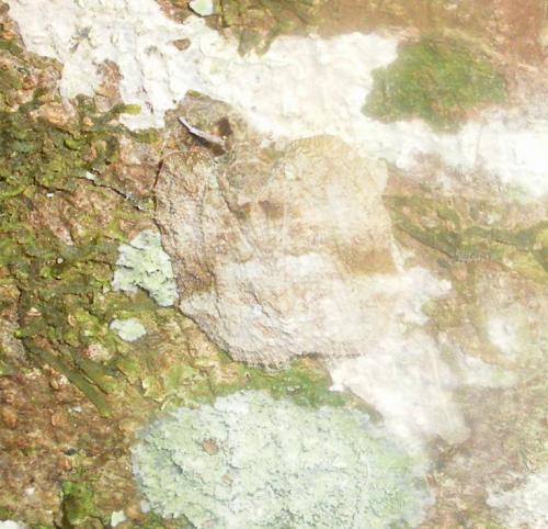 Flatoidinae