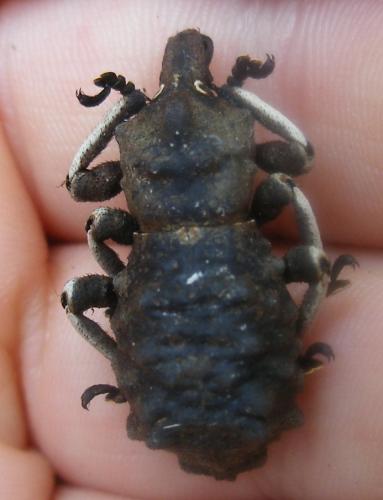 Rhytidophloeus albipes