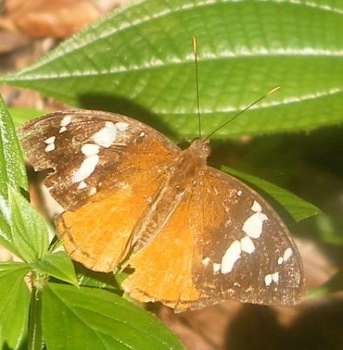 Aterica rabena