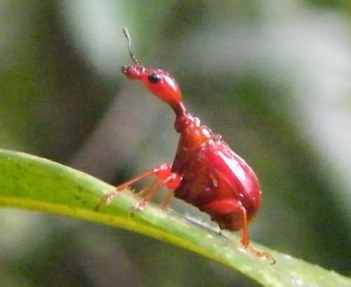 Trachelophorus sp.