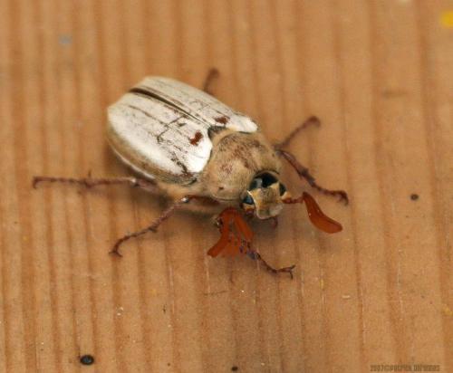 Réf. 53 459 : Melolontha ciliciensis