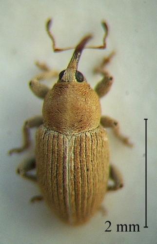 Tychius cinnamomeus