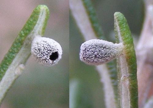Asphondylia rosmarini