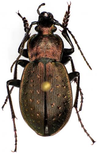 Réf. 53 062 : Carabus latreilleanus