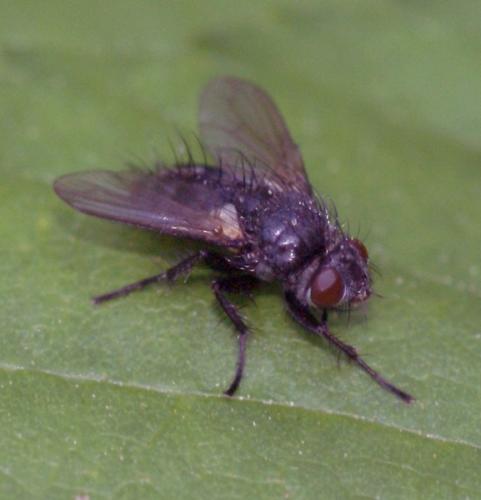Réf. 53 430 : Wagneria sp.