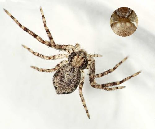 Réf. 53 684 : Philodromus sp.