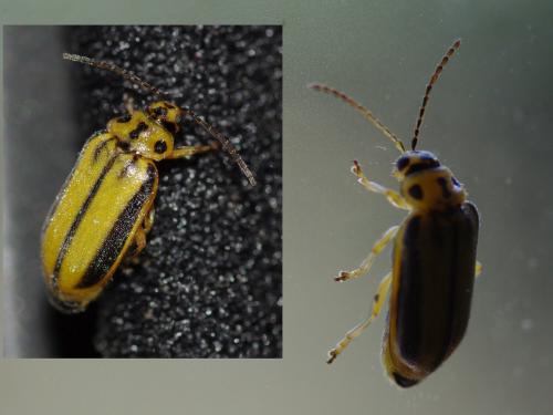 Réf. 53 816 : Xanthogaleruca luteola