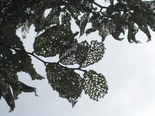 Réf. 53 823 : Xanthogaleruca luteola