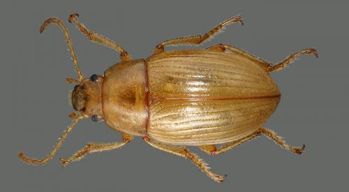 Xanthomus pellucidus