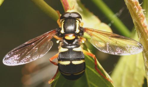 Philhelius citrofasciatum
