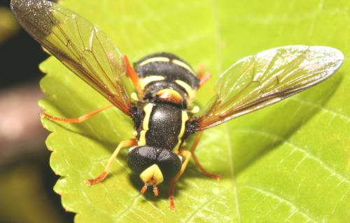 Philhelius citrofasciatum