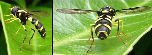 Xanthogramma pedissequum