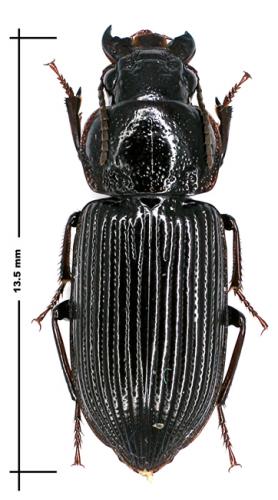 Xenodochus exaratus