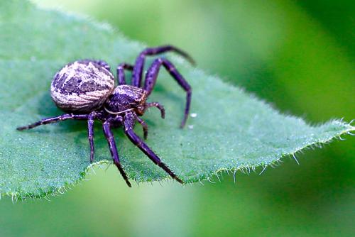 Xysticus sp.