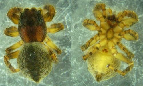 Réf. 53 418 : Pseudomogrus univitattus