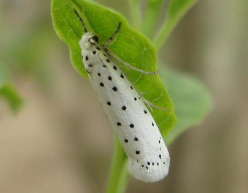 Yponomeuta sp.