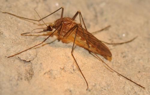 Réf. 53 092 : Culex sp.