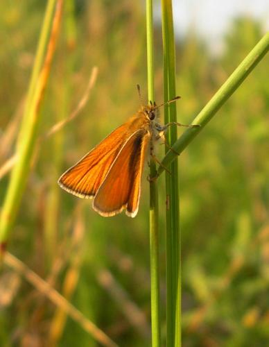Réf. 53 497 : Thymelicus sp.