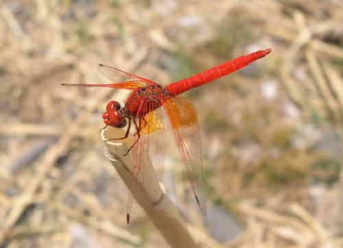 Réf. 53 530 : Trithemis kirbyi