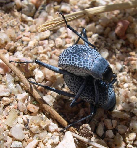 Adesmia sp.