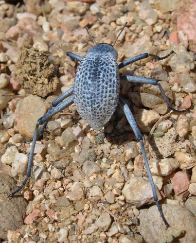 Adesmia sp.