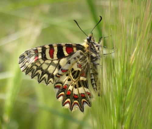 Zerynthia rumina