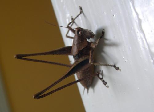 Réf. 53 560 : Tettigoniinae inconnu